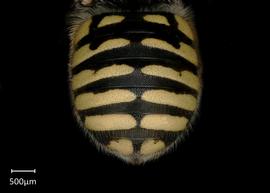   Anthidium jocosum nbsp;female abdomen, photo: Jeni Sidwell 
